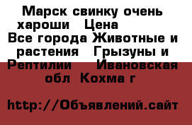 Марск свинку очень хароши › Цена ­ 2 000 - Все города Животные и растения » Грызуны и Рептилии   . Ивановская обл.,Кохма г.